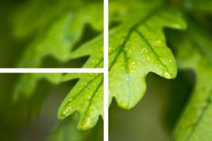image of oak leaf